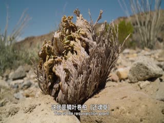 亞洲AA歐美在線觀看